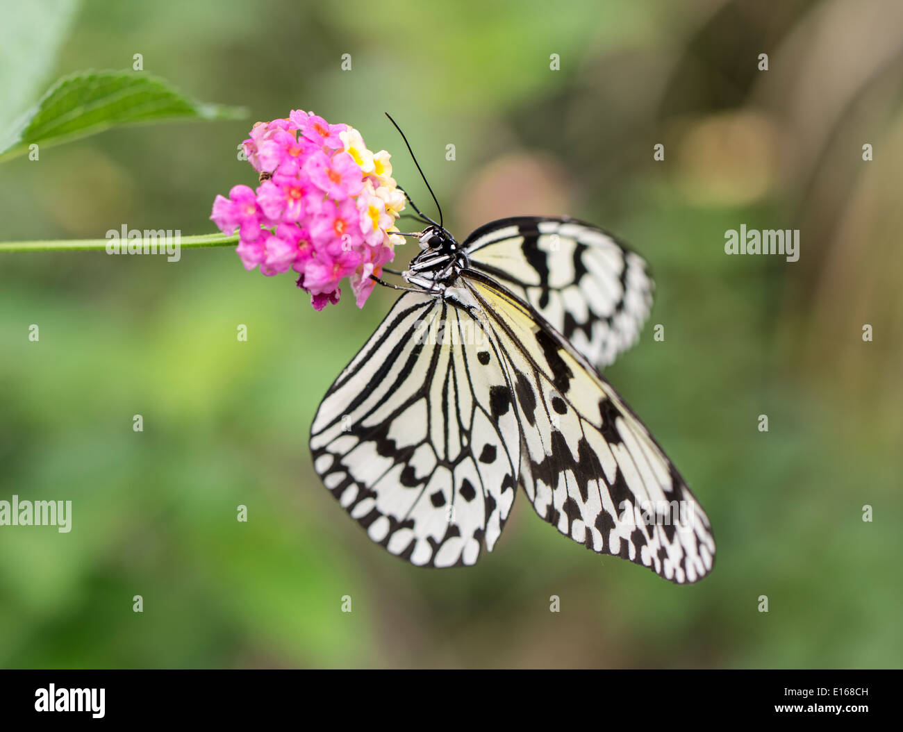 Idee Leuconoe - The Paper Kite, Reispapier, oder große Baumnymphe Schmetterling, Aka Insel, Kerama Inseln, Okinawa, Japan Stockfoto