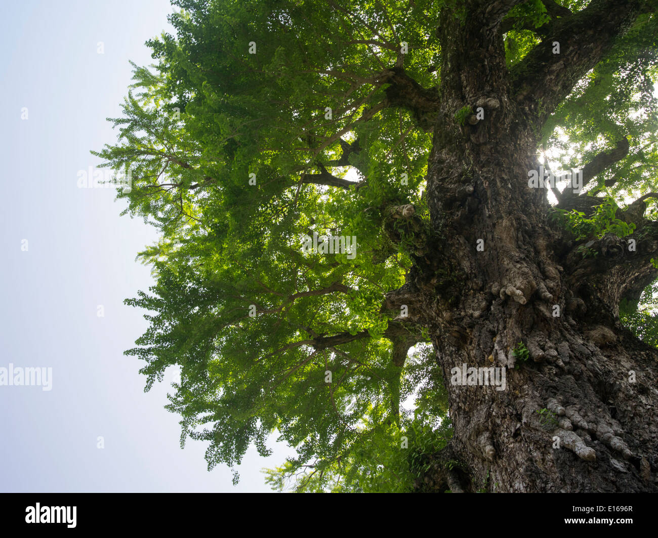 Riesige Ginkgo-Baum neben der alten Garde Haus, Arita, Präfektur Saga Japan. Stockfoto