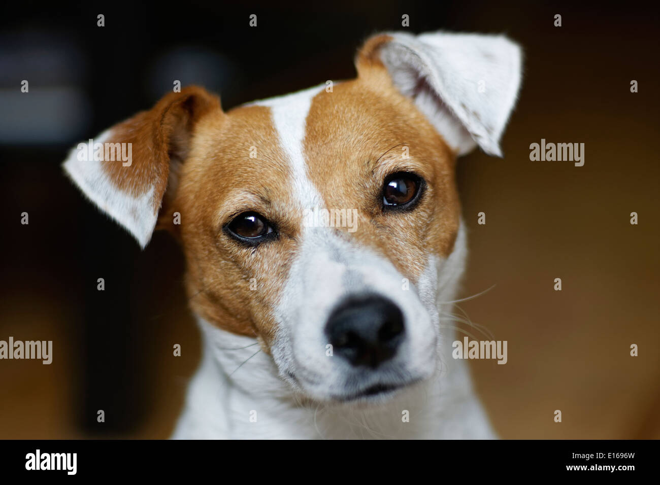 Porträt der Jack Russell Terrier. Stockfoto