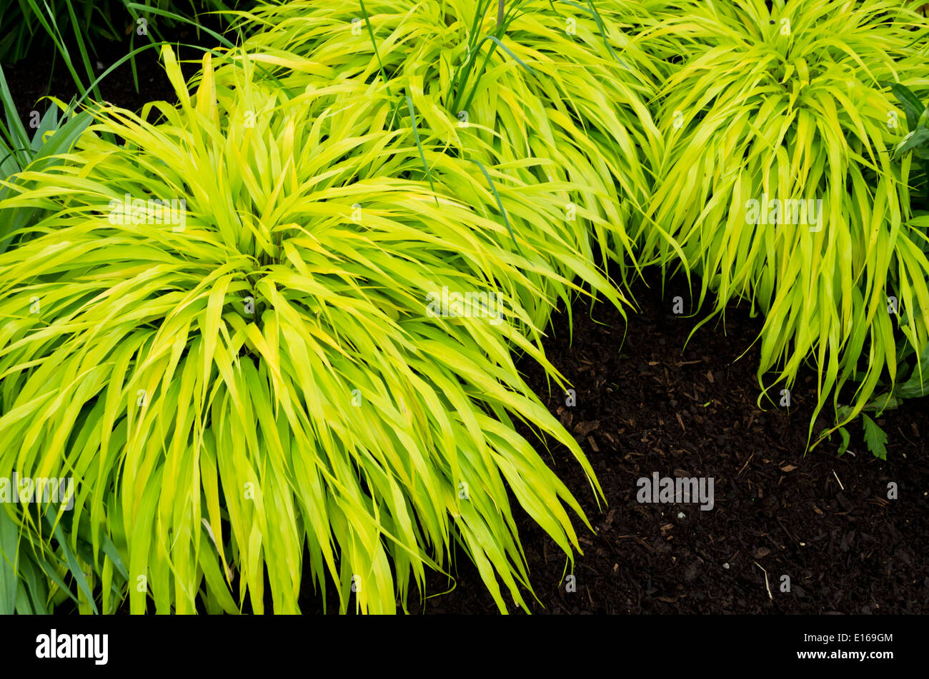 Hakonechloa Macra Alle Gold Oder Japanischen Wald Rasen Schone