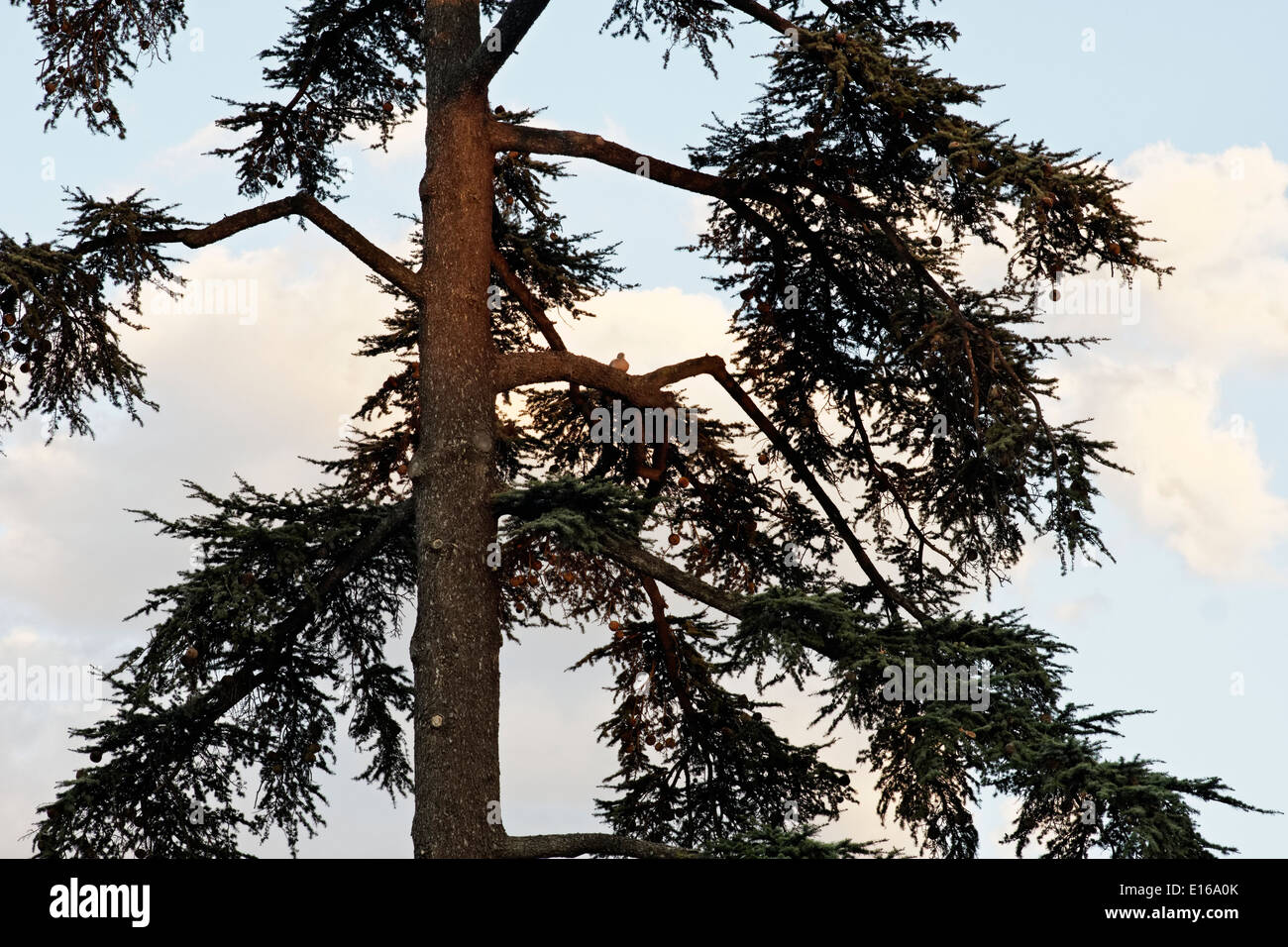 Taube im Baum, Parque del Retiro, Madrid, Spanien. Stockfoto