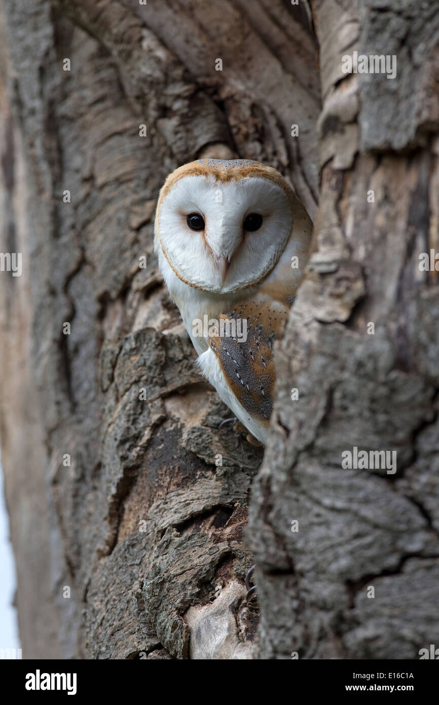 Schleiereule, Tyto Alba in einem Baum Stockfoto