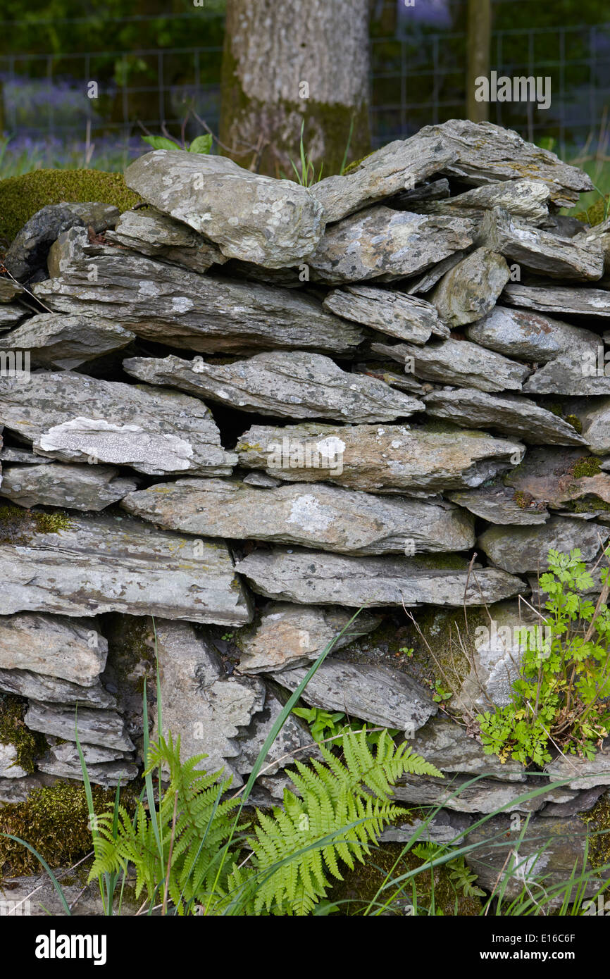 trockenen Steinmauer Feldgrenze in Cumbria uk Stockfoto