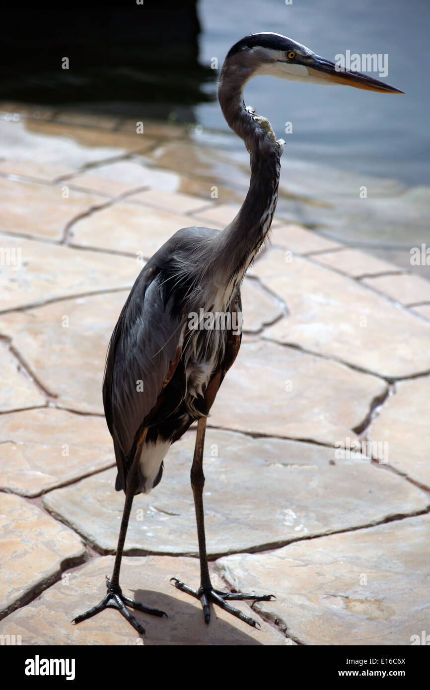 Great Blue Heron, Florida Stockfoto