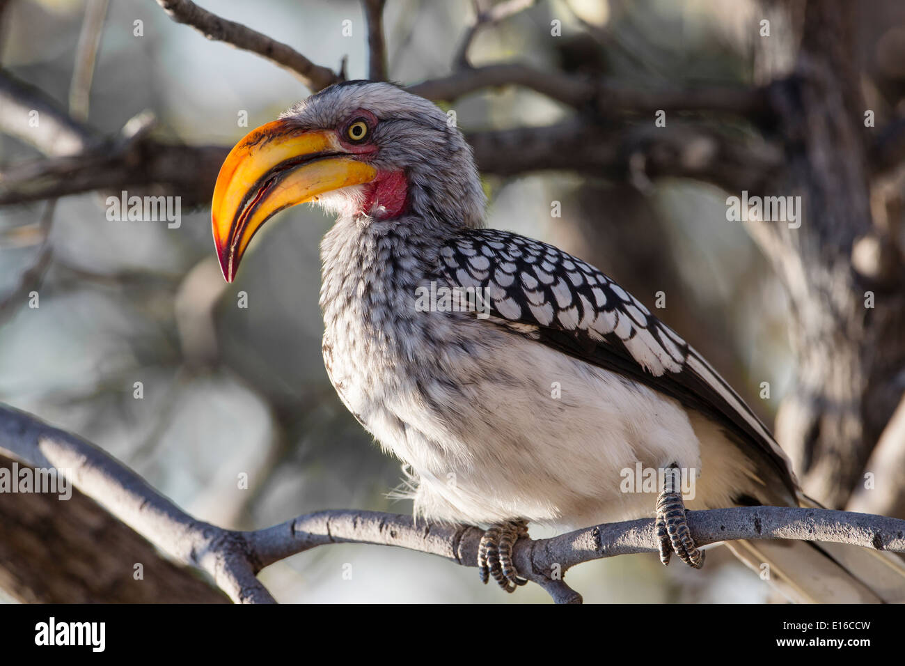 Southern Yellow-Billed Hornbill Stockfoto