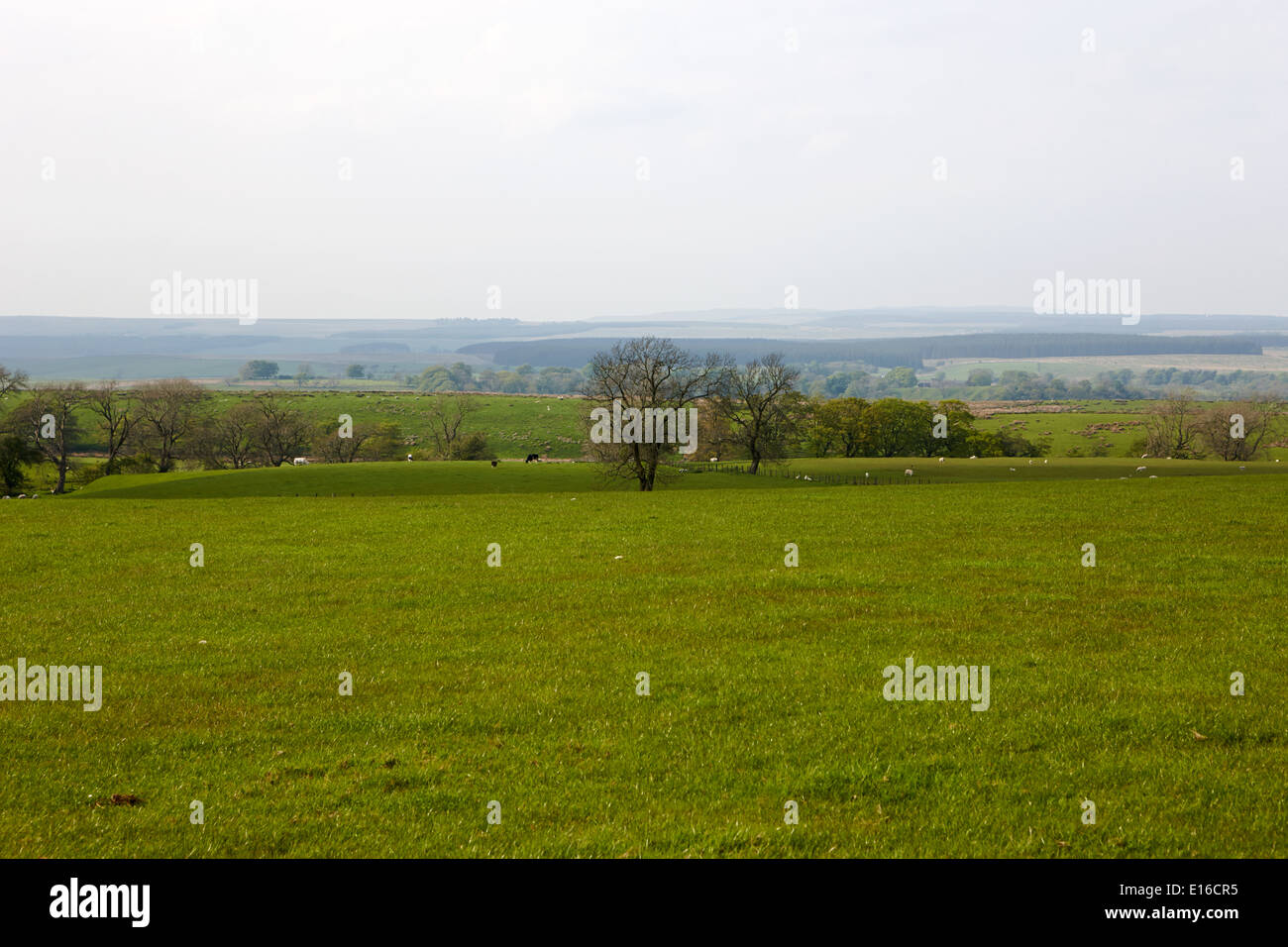 Blick auf Felder und niedrige flache Land in Northumberland National Park in der Nähe von Haltwhistle uk Stockfoto