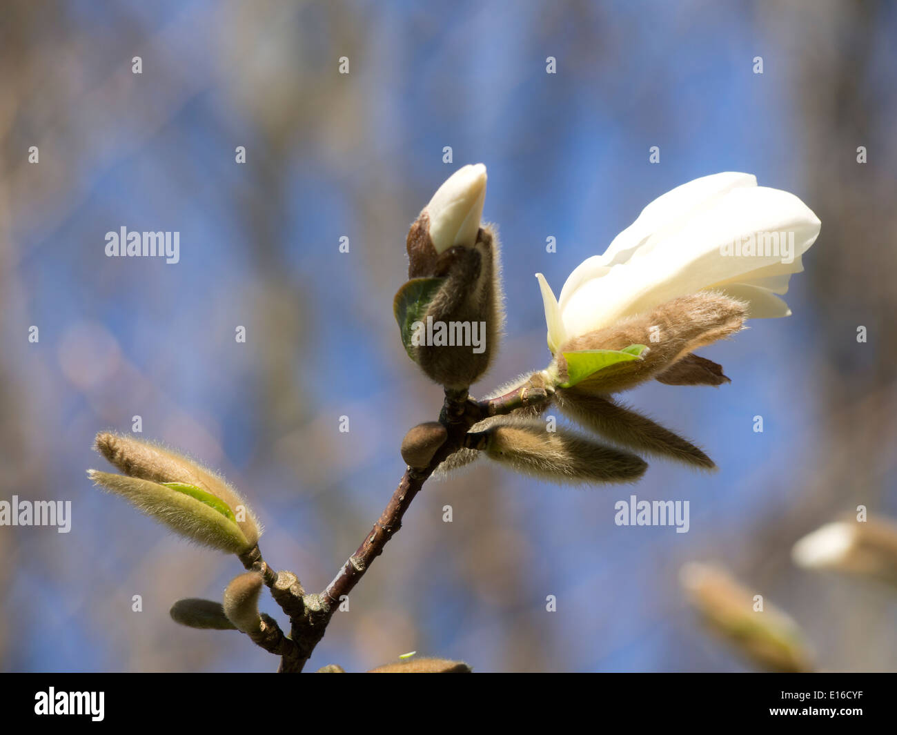 White Magnolia Knospen im Frühling auf einem sonnigen verschwommenen Hintergrund Stockfoto