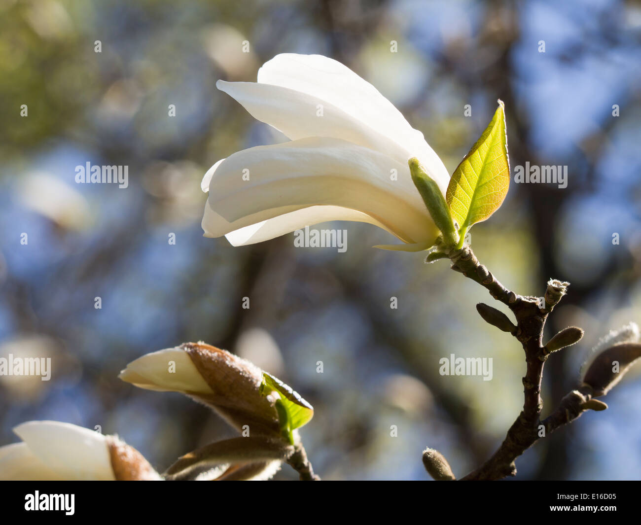 White Magnolia Knospen im Frühling auf einem sonnigen verschwommenen Hintergrund Stockfoto