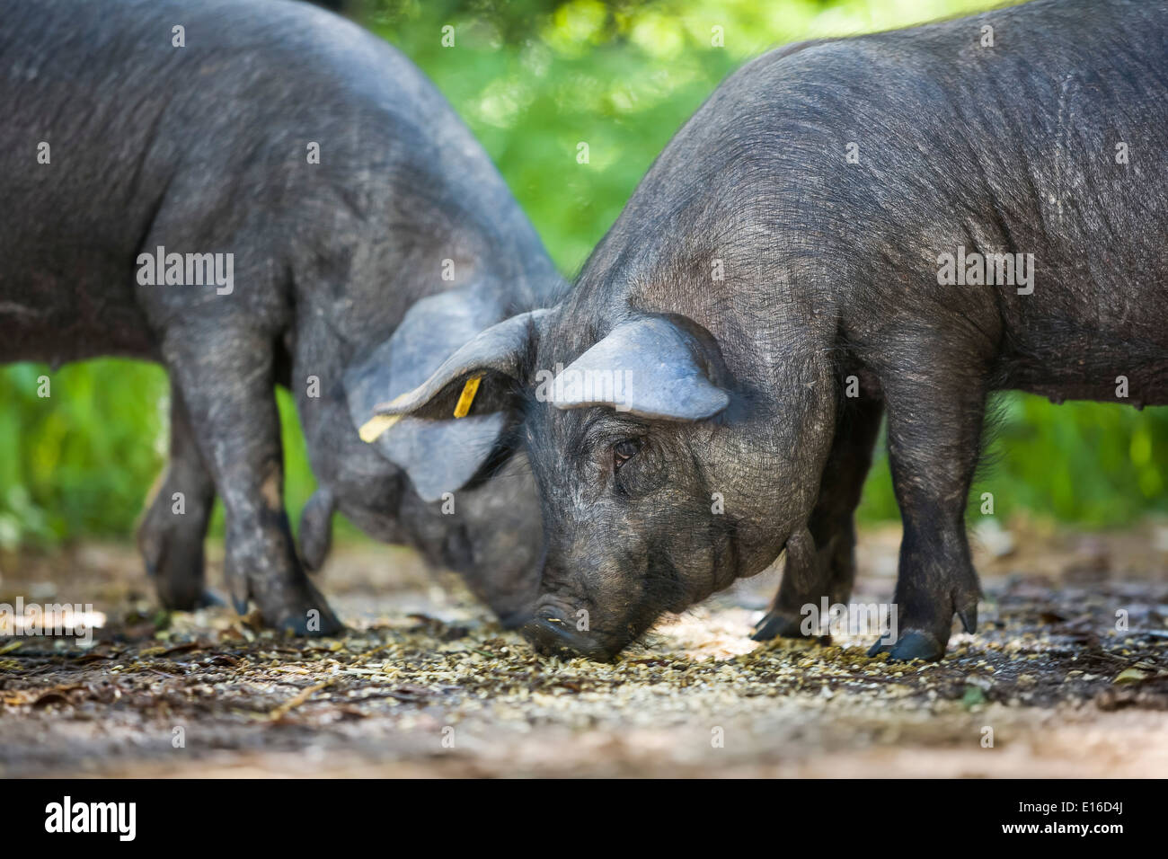 Zwei junge mallorquinische schwarze Schweine essen in einem Feld auf einem Bauernhof. Stockfoto