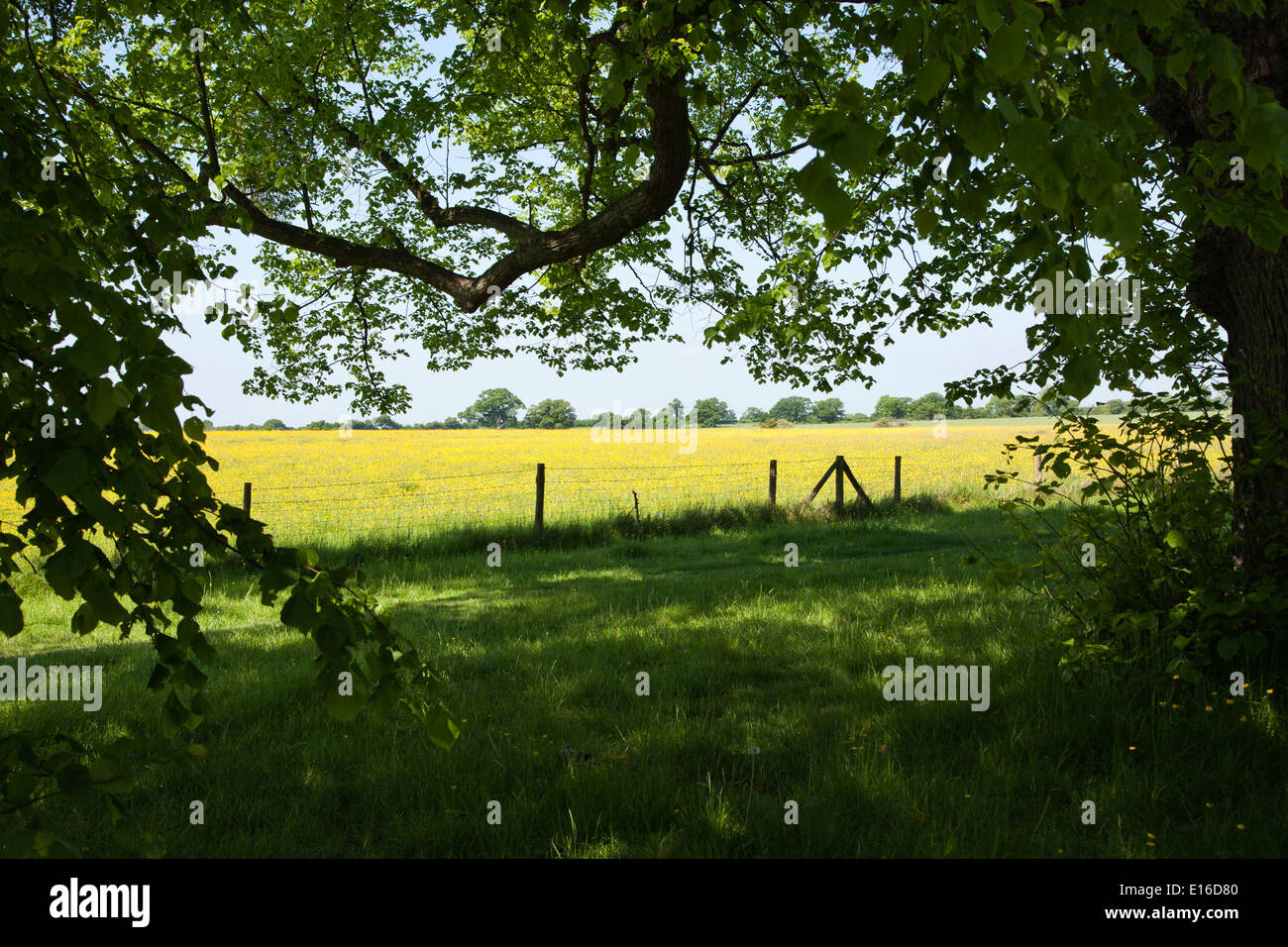 Ländliches Motiv mit Bäumen, Feldern, Wildblumen und blauer Himmel Stockfoto