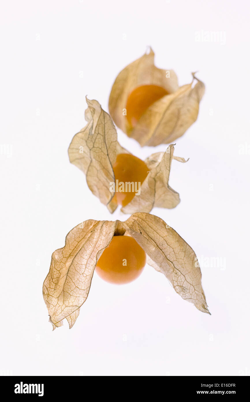 Physalis Peruviana. Drei Früchte auf einem weißen Hintergrund. Stockfoto