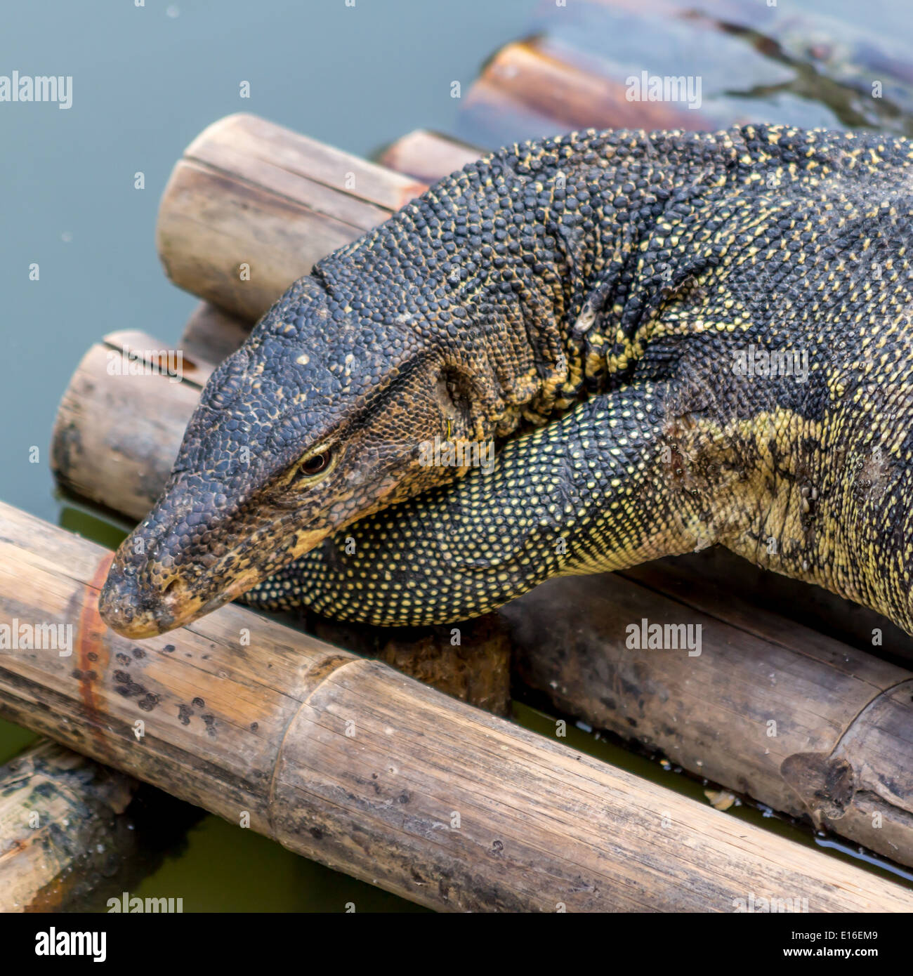 Varanus Salvator Eidechse Stockfoto