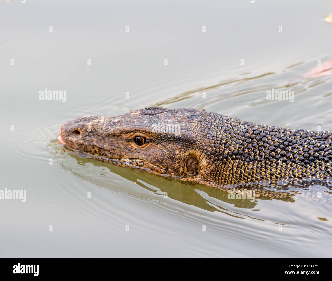 Varanus Salvator Eidechse Stockfoto