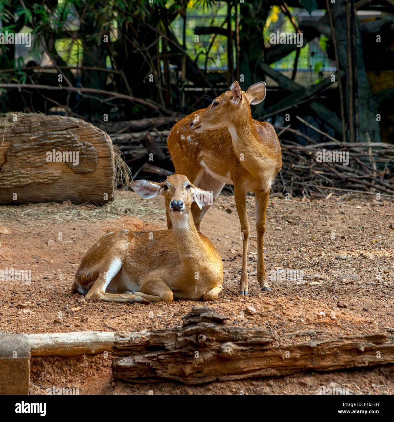 Eld Reh im zoo Stockfoto