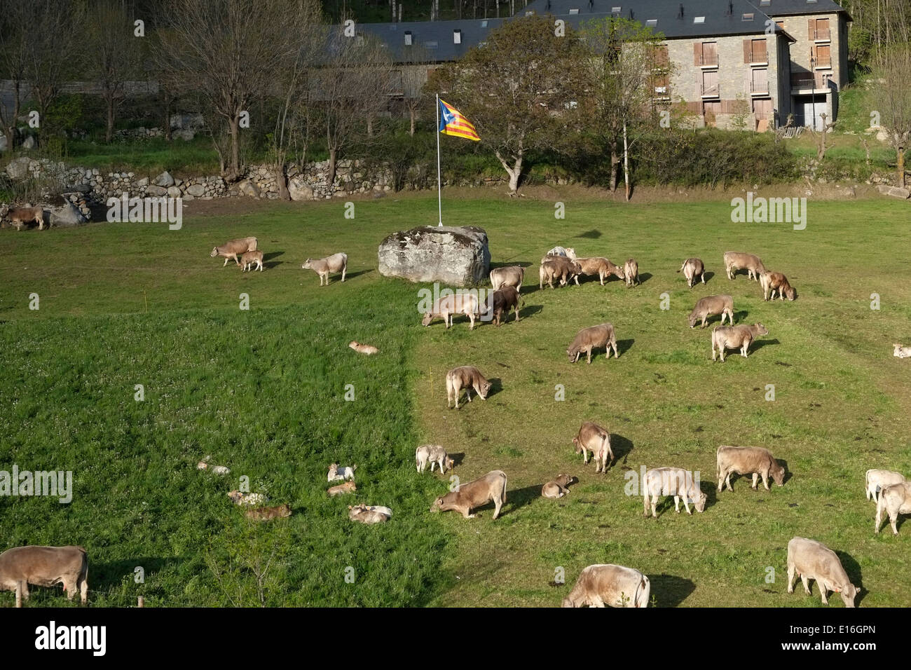 Vieh in Vall de Boi Tal in den hohen Pyrenäen in der Region Alta Ribagorca der Provinz Lleida Katalonien Spanien Stockfoto