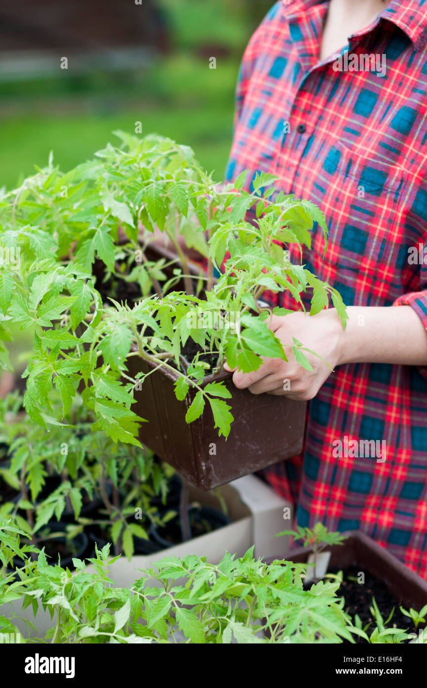 Frau Holding Kiste mit Tomaten-Setzlinge Stockfoto