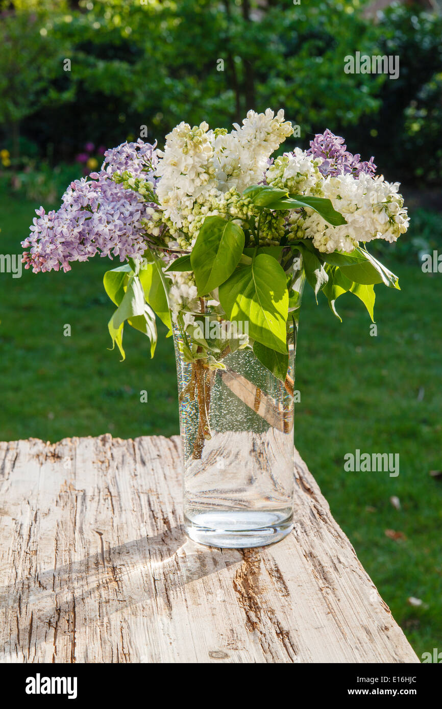 Fliederstrauß(Syringa) in Vase Stockfoto
