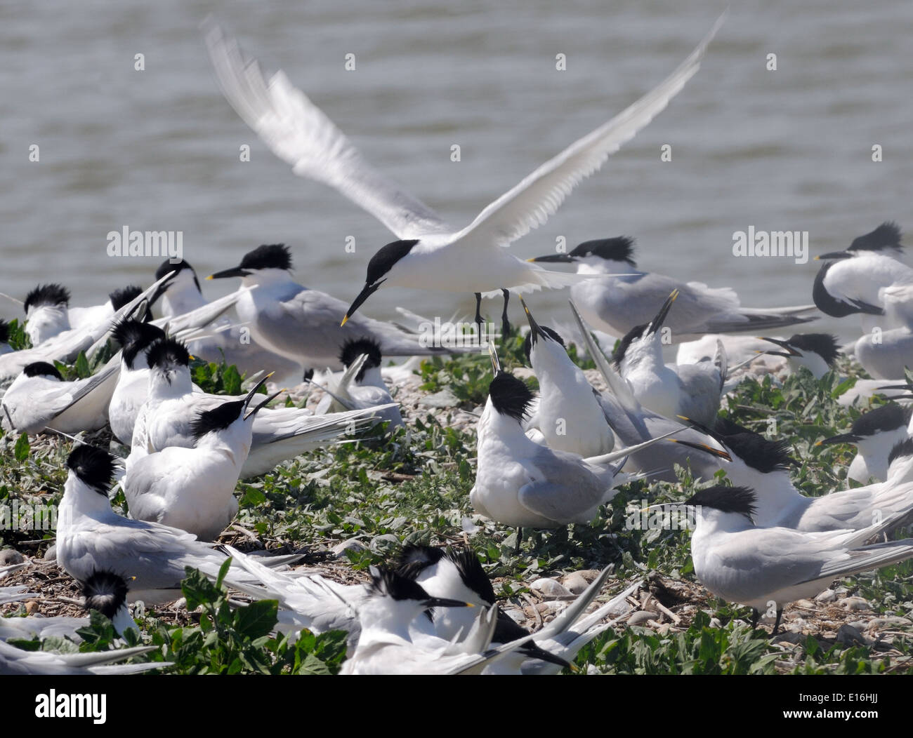 Brandseeschwalben (Sterna Sandvicensis) in Zucht Gefieder in einem Schindel Insel Nistplatz.  Roggen-Hafen-Naturschutzgebiet. Stockfoto