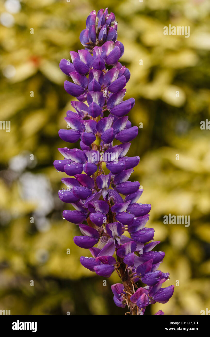 Blume Lupine (Lupinus Polyphyllus) Stockfoto