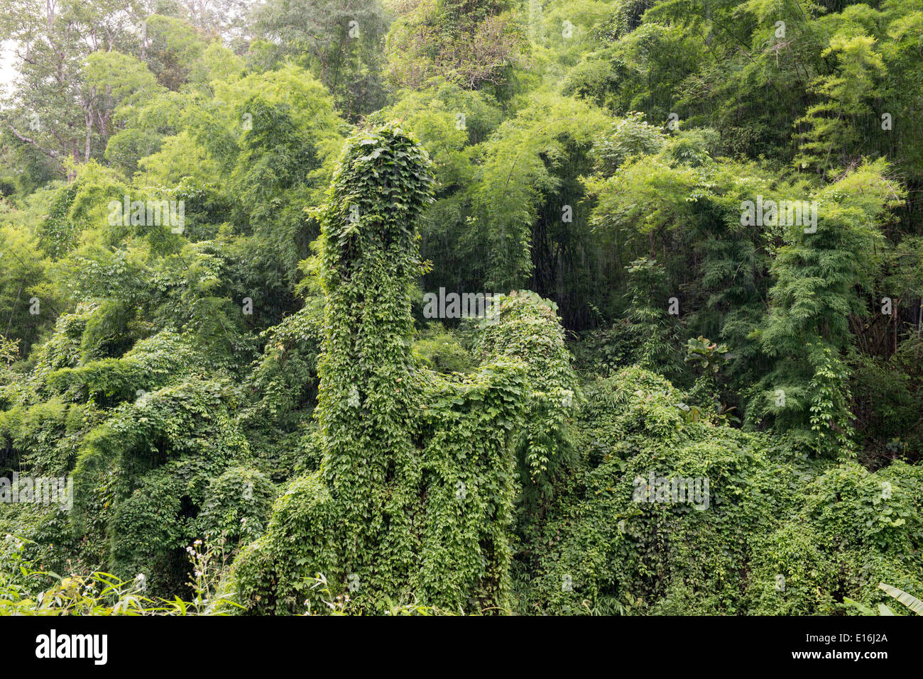 Tropischen Dschungel Berg im Norden Thailands, Lampang, Thailand Stockfoto