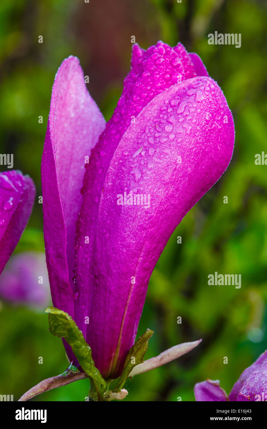 Blume, Tulpen-Magnolie (Magnolia X soulangeana), Amabilis Sorte mit Regentropfen Stockfoto