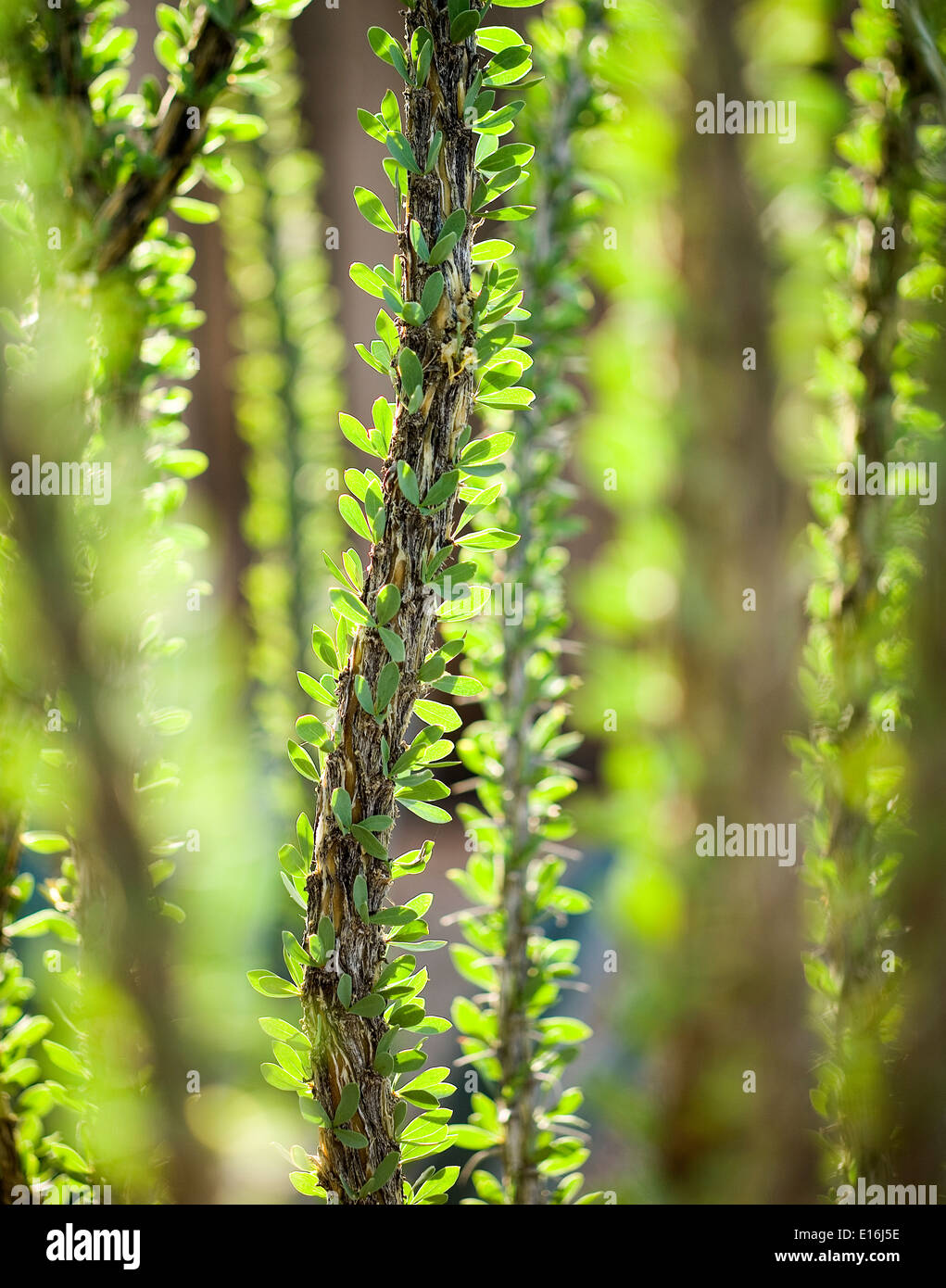 Nahaufnahme des Kaktus (Fouquieria Splendens) Stockfoto