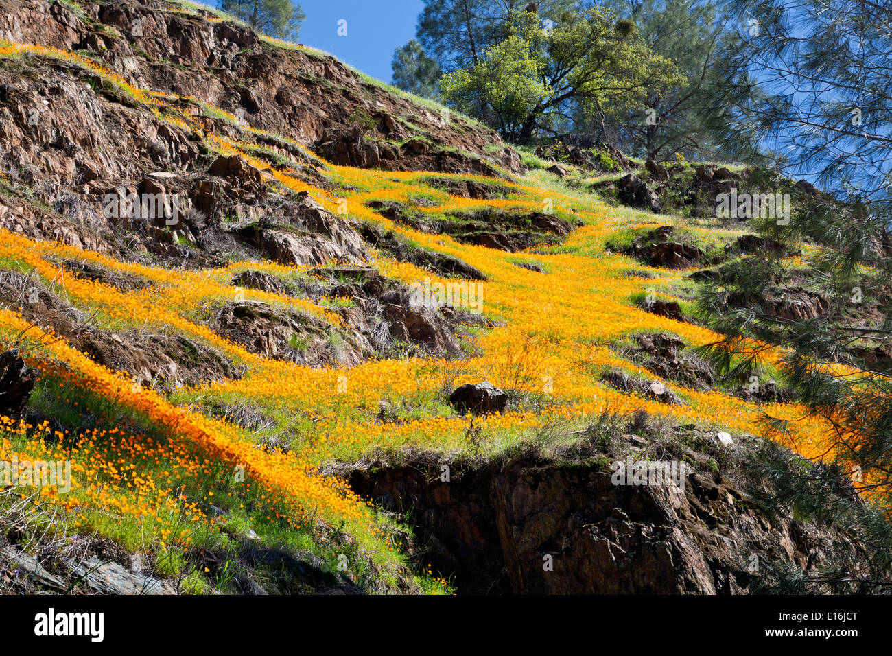 Kalifornien - Mohn blüht auf einem bunten Hügel entlang der Hite Cove Trail über den South Fork des Merced River. Stockfoto