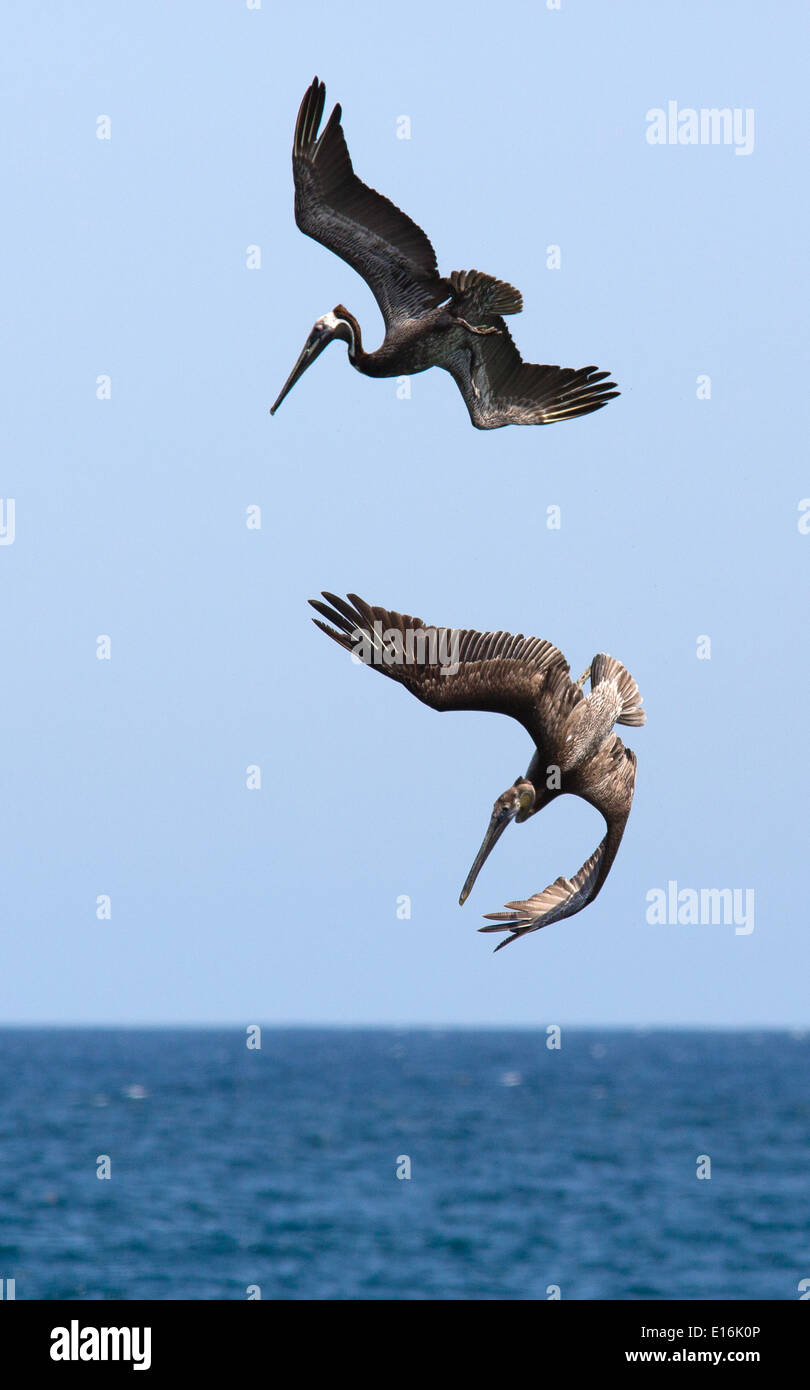 Braune Pelikane Pelecanus Occidentalis im Flug drehen und Tauchen für Fische auf der Pazifikküste von Costa Rica Stockfoto