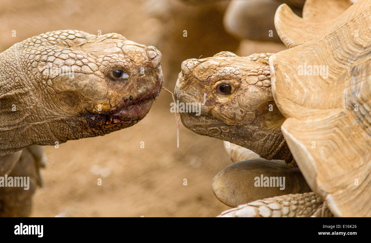 Token Geschenk geben und nehmen zwischen männlichen und weiblichen afrikanischen angespornt Schildkröten Geochelone Sulcata in einem Zoo in Costa Rica Stockfoto