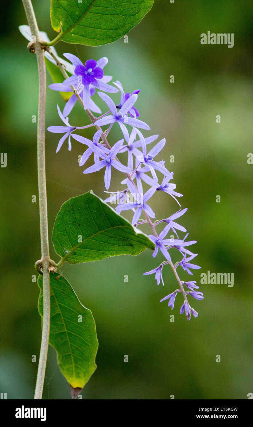 Blaue Blume der Kletterpflanze auf der Osa Halbinsel in Costa Rica Stockfoto
