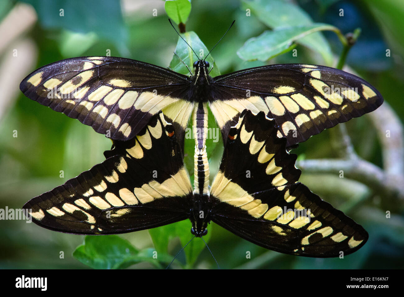Paarung zweier riesiger Schwalbenschwanz Schmetterlinge Papilio Cresphontes Costa Rica Stockfoto