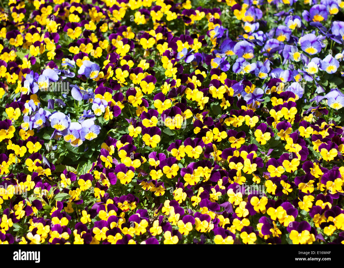 Viola Tricolor Stiefmütterchen, Blume Bett blühen im Garten. Stockfoto