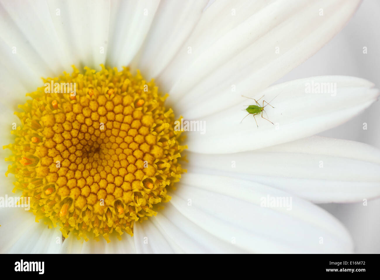 Käfer auf Blüte Stockfoto