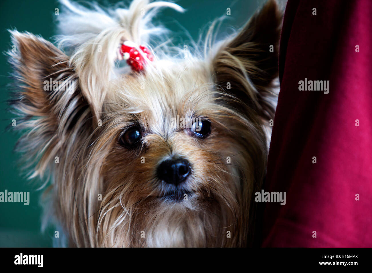 Yorkshire Terrier Bogen Stockfoto