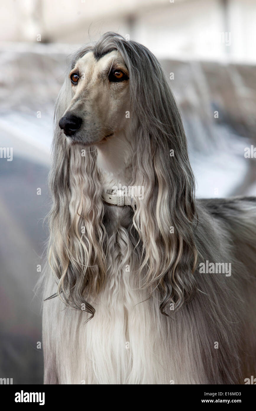 Afghanischer Windhund Portrait Stockfoto