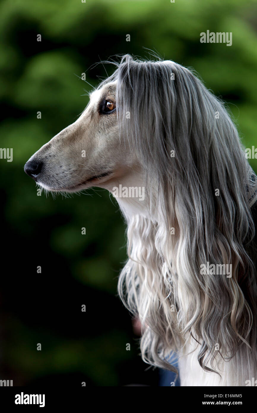 Afghanischer Hund, Porträt, langes Haar, Seitenansicht Stockfoto