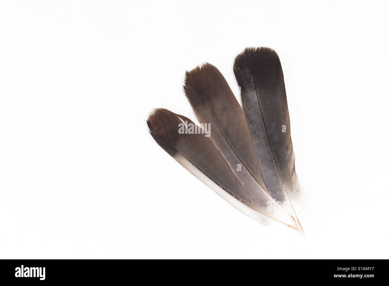 Vogelfeder isoliert auf weißem Hintergrund Stockfoto