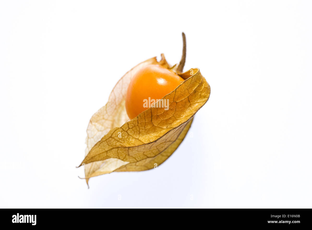 Physalis Peruviana. Eine einzige Frucht auf einem weißen Hintergrund. Stockfoto