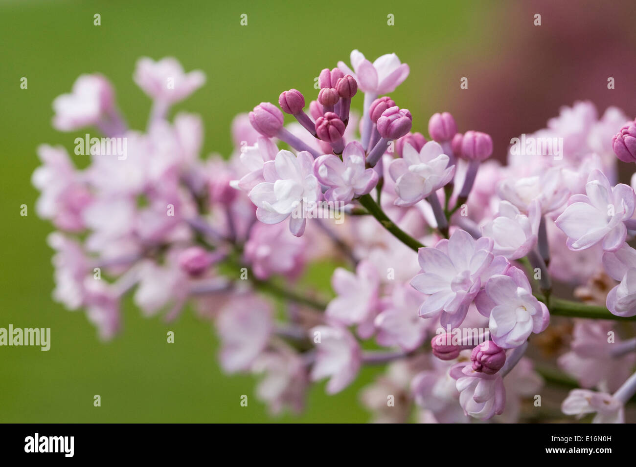 Syringa X Hyacinthiflora "Anabel". Lila Blüten. Stockfoto