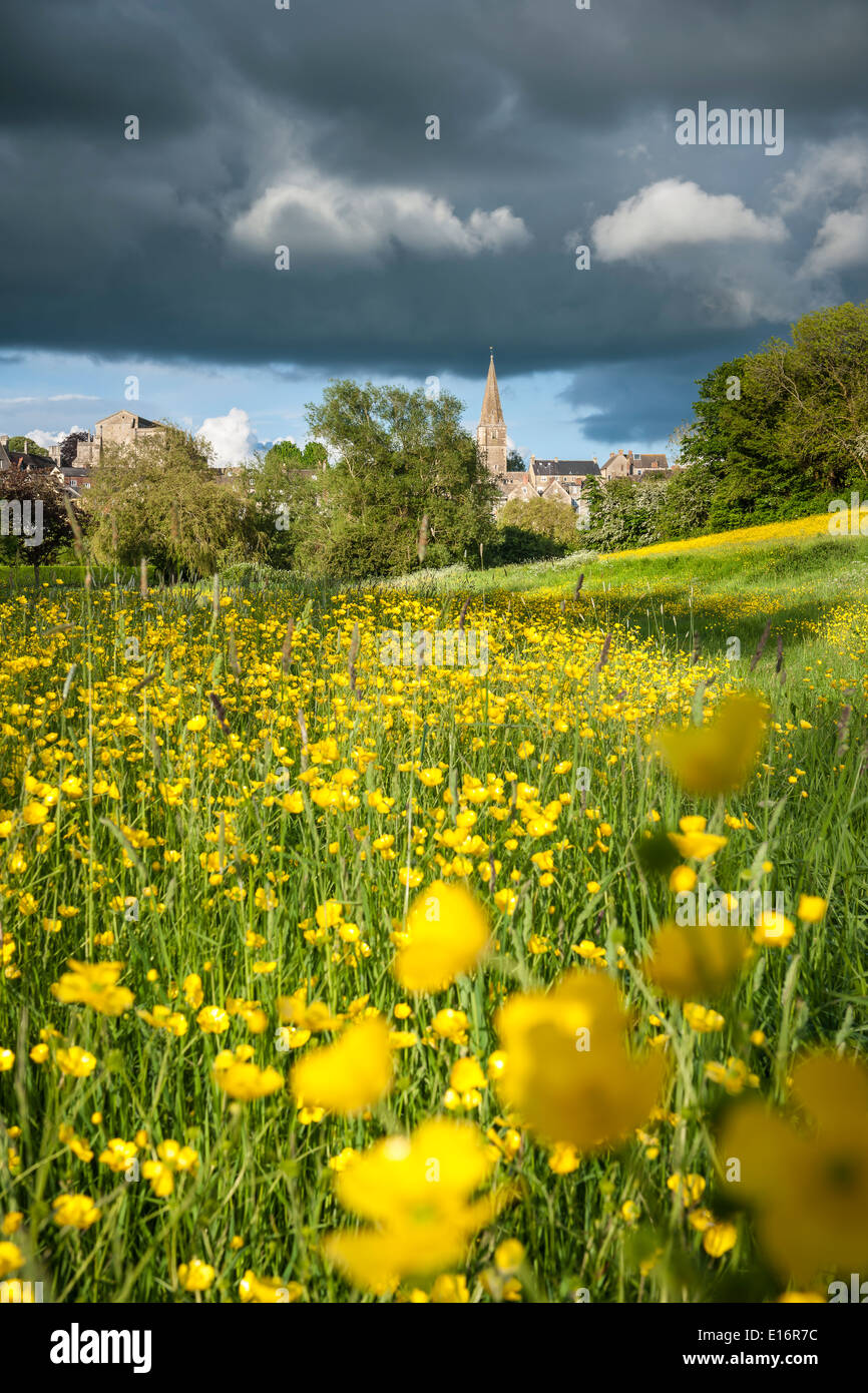 Der gelbe Butterblumen Kontrast gegen die dunklen Wolken der Wasser-Wiese in Malmesbury, Wiltshire überrollen. Stockfoto