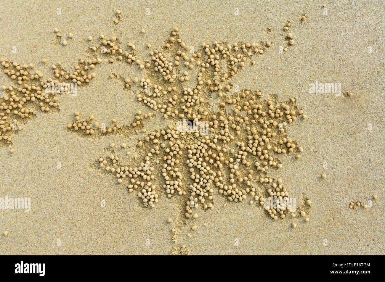 Sand-Bubbler Krabbe (Scopimera Inflata) sand Muster bei der Fütterung, Fraser Island, Queensland, Queensland, Australien Stockfoto