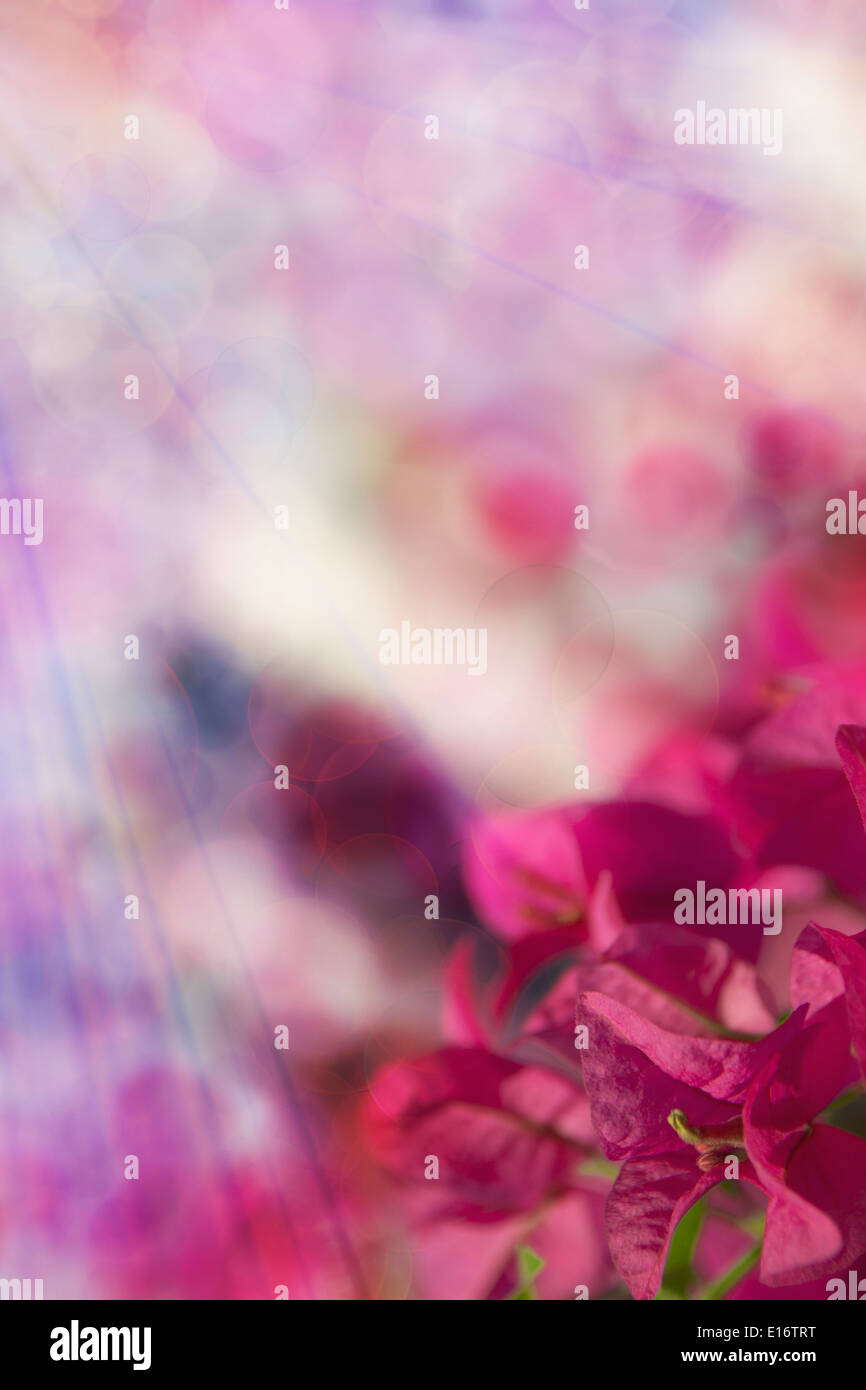 Schöne abstrakte Blumenkarte mit rosa bougainvillea Stockfoto