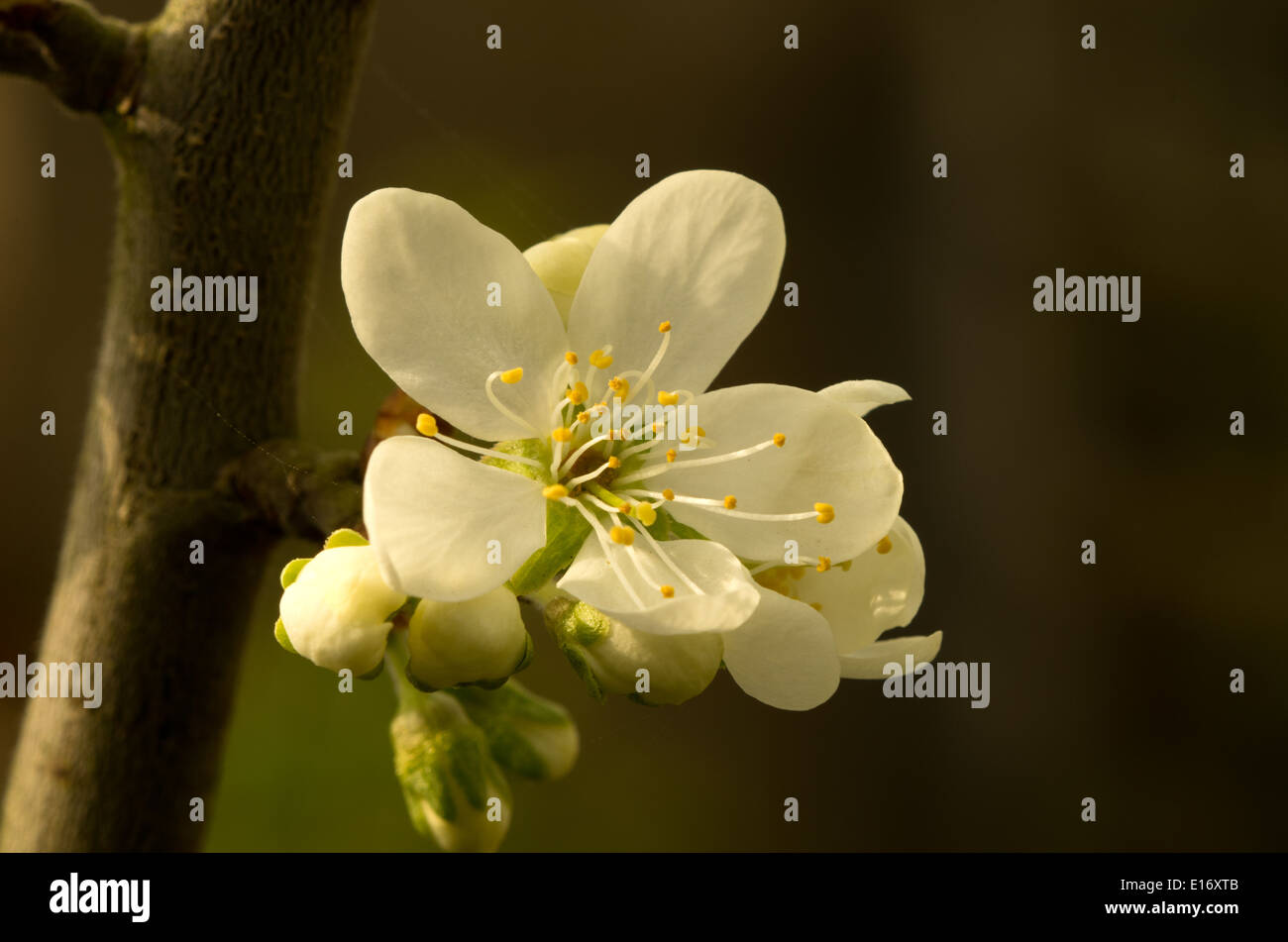 Pflaumenmus Merryweather Blossom Stockfoto