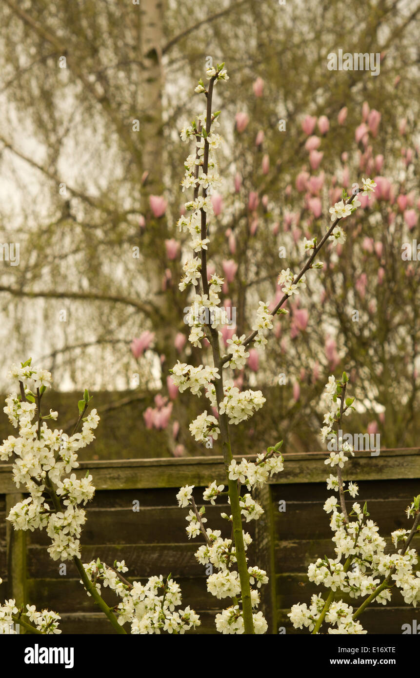 Pflaumenmus Merryweather Blossom Stockfoto