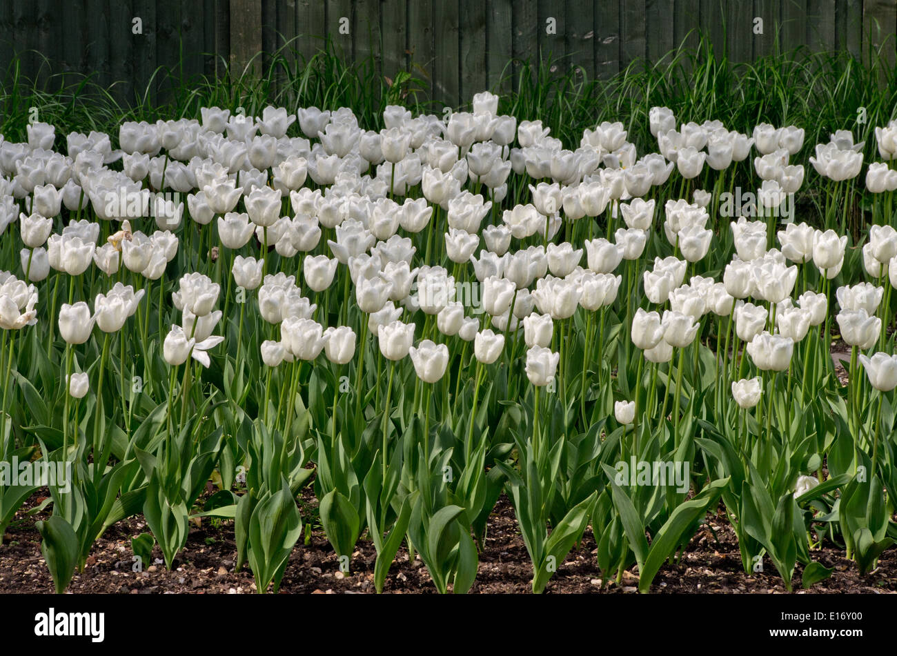 Tulpe White Dream Stockfoto