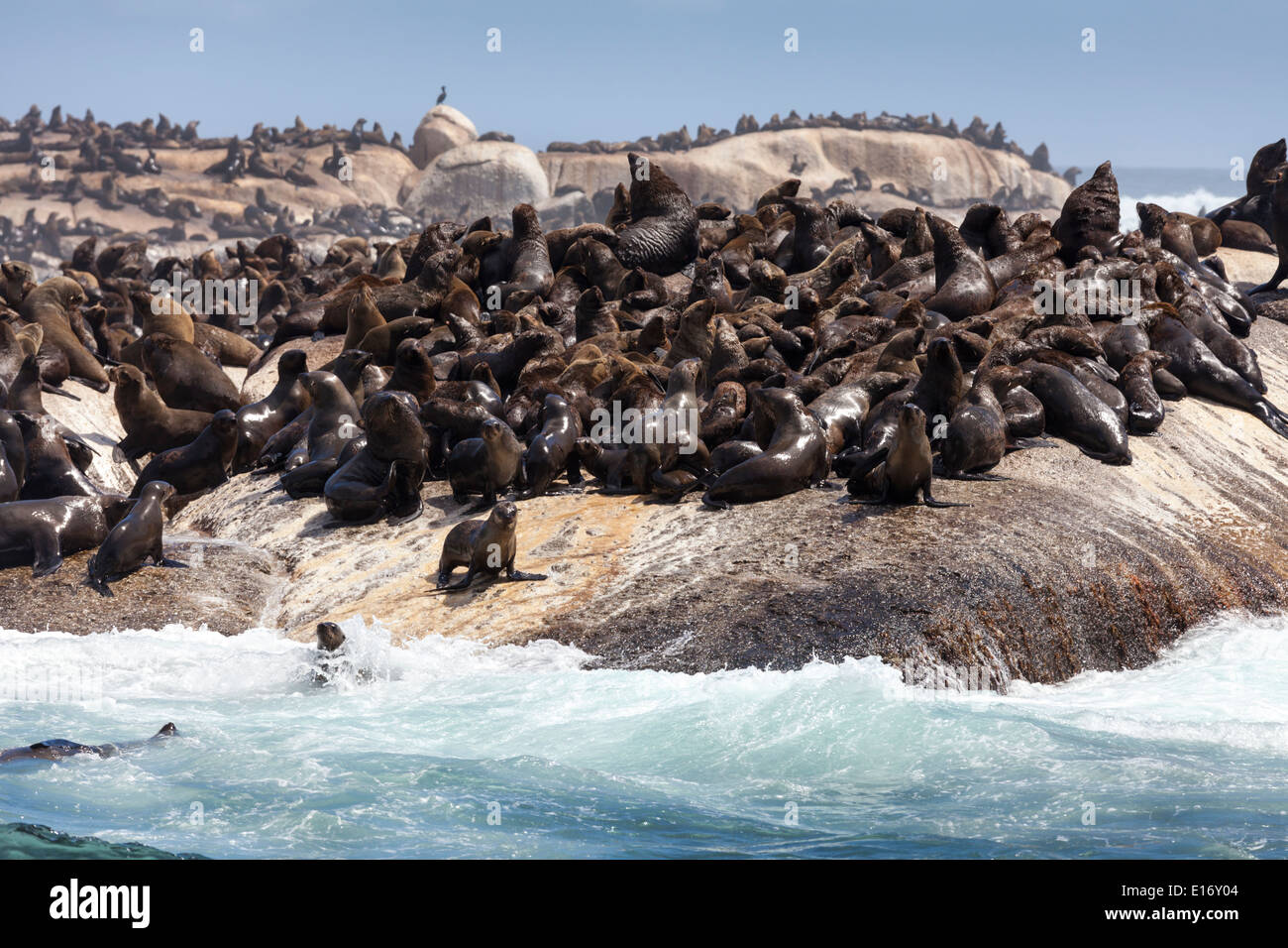 Braun Robben in der Sonne auf Duiker Island, Hout Bay, Südafrika Stockfoto