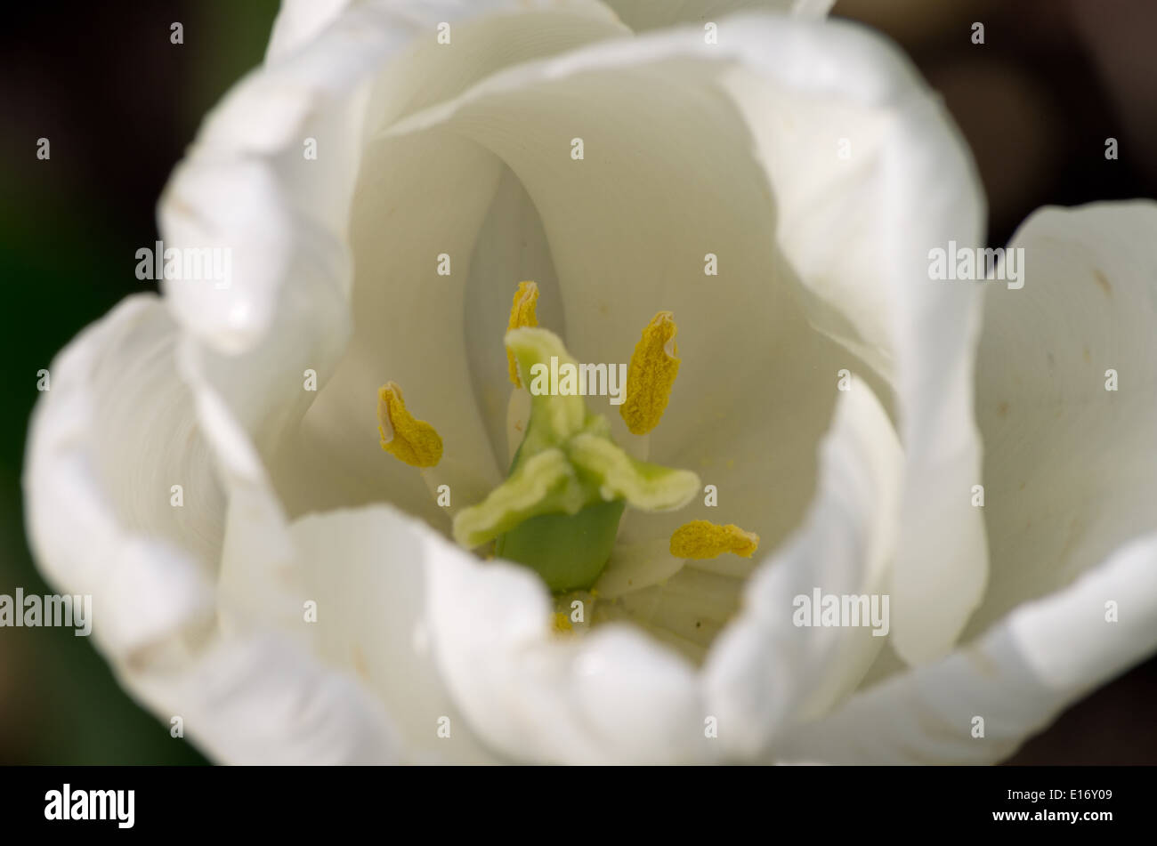 Tulpe White Dream Stockfoto
