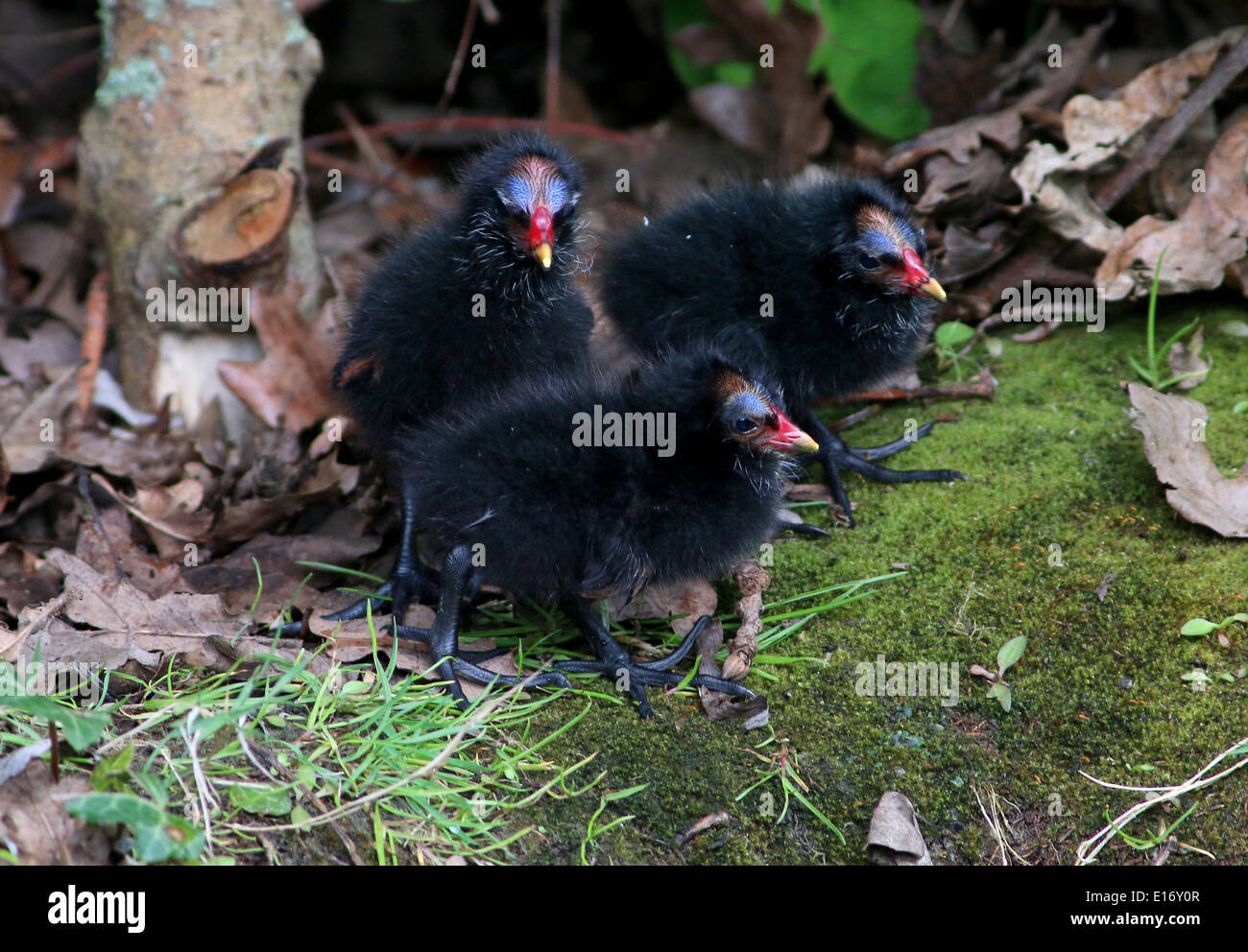 Trio von Juvenile gemeinsame Sumpfhühner (Gallinula Chloropus) Stockfoto