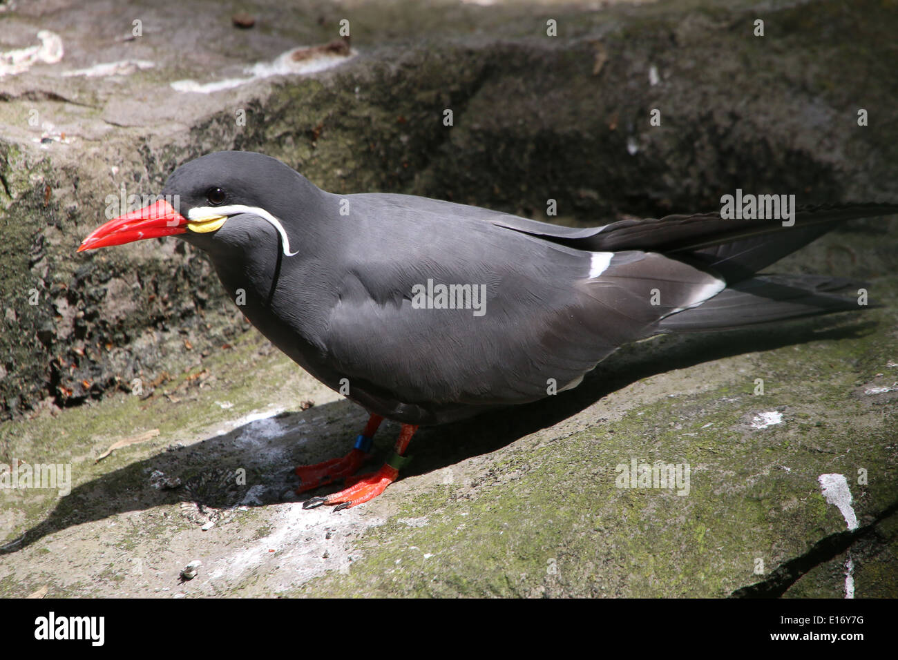 Nahaufnahme von einem südamerikanischen Inka-Seeschwalbe (Larosterna Inca) Stockfoto