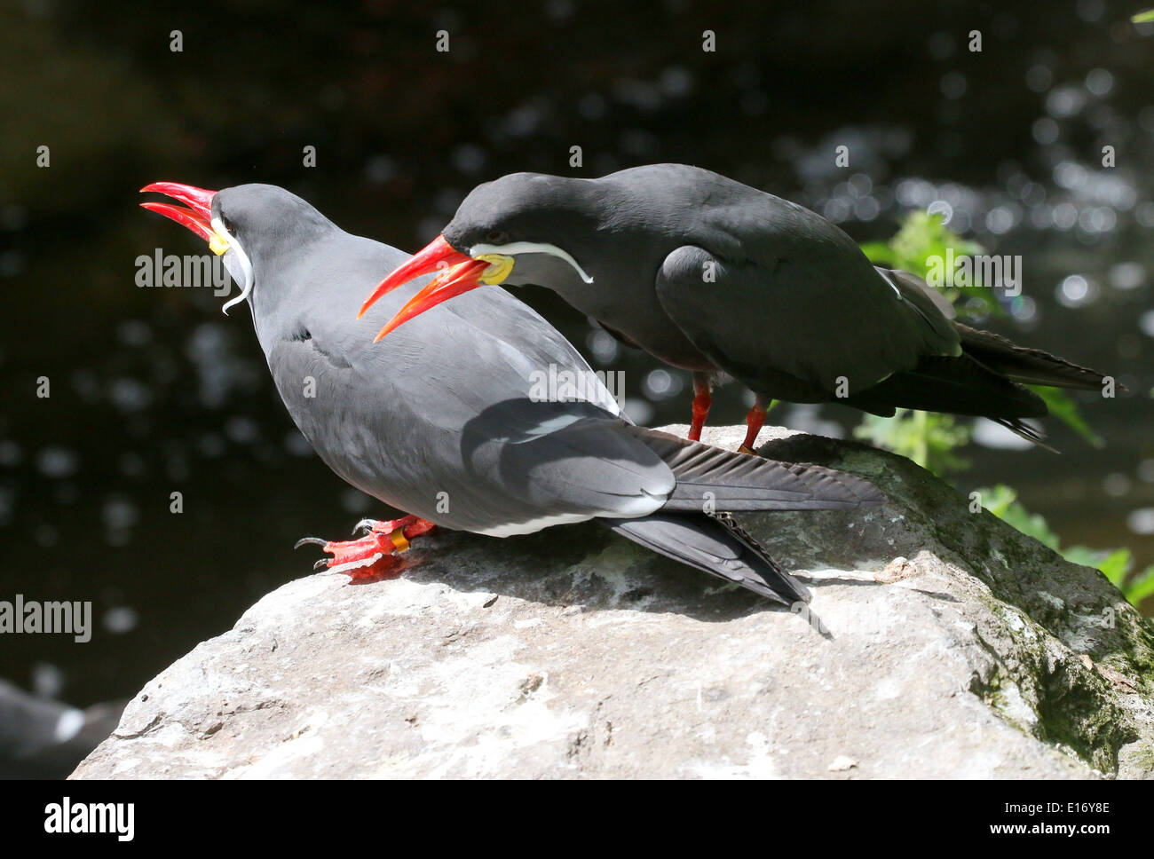 Nahaufnahme von zwei laute südamerikanische Inka-Seeschwalben (Larosterna Inca) Stockfoto